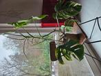 Monstera Variegata 8 bladeren, Ophalen, Halfschaduw, Minder dan 100 cm