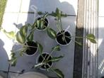 Planten, Ophalen, Zomer, Volle zon