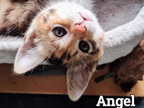 Mooie kittens Maine Coon x Chartreux, Dieren en Toebehoren, Katten en Kittens | Overige Katten, Meerdere dieren, 0 tot 2 jaar