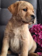 Labrador pups met stamboom mogen nest verlaten, 8 tot 15 weken, Labrador retriever, Meerdere, Meerdere dieren