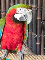 Ara harlekijn, Meerdere dieren, Papegaai