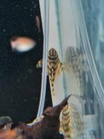 L288 algeneter, pleco, Peckoltia sp. L288, Vis, Zoetwatervis