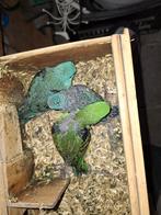 Catharine parkieten., Geslacht onbekend, Parkiet