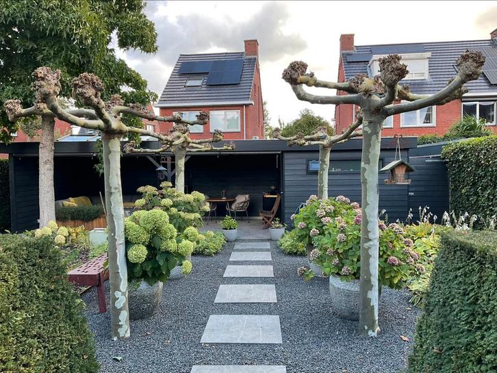 Dakplatanen, 4 volwassen stuks zelf er uit halen., Tuin en Terras, Planten | Bomen, Overige soorten, Volle zon, Ophalen