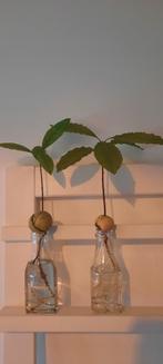 Avocado Plantje in Water, Tuin en Terras, Planten | Tuinplanten, Ophalen