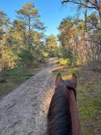 Verzorg/Bijrijdpaard gezocht, Ophalen, Minder dan 100 cm, Overige soorten, Lente