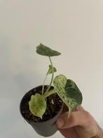 alocasia dragon scale mint, Huis en Inrichting, In pot, Minder dan 100 cm, Groene kamerplant, Halfschaduw