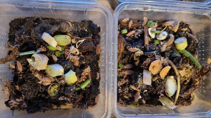 Pissebedden en springstaartjes. Biologisch onderhoudsteam., Dieren en Toebehoren, Insecten en Spinnen, Overige soorten