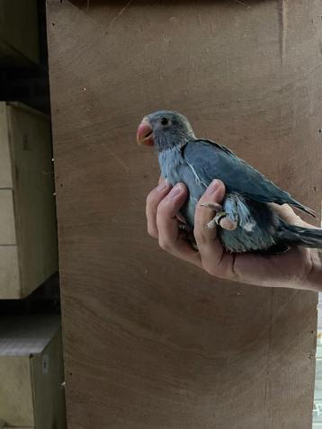 jonge baby halsbandparkieten voor tam te maken beschikbaar voor biedingen