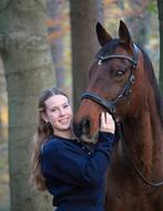 Paarden en pony’s trainen/beleren/doorrijden, Dieren en Toebehoren, Weidegang, 2 of 3 paarden of pony's