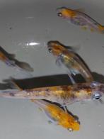 Medaka Tricolor (Japanse Rijstvisjes) eitjes te koop, Dieren en Toebehoren, Vissen | Aquariumvissen, Vis
