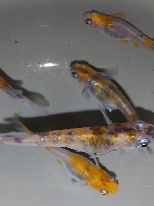 Medaka Tricolor (Japanse Rijstvisjes) eitjes en visjes, Dieren en Toebehoren, Vissen | Aquariumvissen, Vis