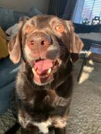 Labrador/heidewachtel gecastreerd, 6 jaar of ouder, Reu, Labrador retriever, Eén hond