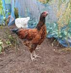Jonge haan, Rhode Island Red, Red Island, Dieren en Toebehoren, Pluimvee, Mannelijk, Kip
