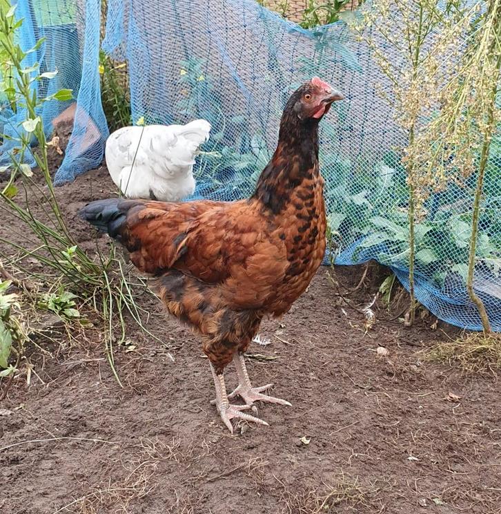 Jonge haan, Rhode Island Red, Red Island, Dieren en Toebehoren, Pluimvee, Kip, Mannelijk