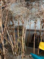 Aangeboden prachtige berenklauw takken tot 3 m hoog, Ophalen of Verzenden