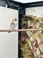 Kleine bonte putter 2025, Dieren en Toebehoren, Vogels | Overige Vogels, Mannelijk, Wildzangvogel