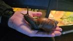 Agaatslak - Achatina fulica, Dieren en Toebehoren, Reptielen en Amfibieën, Overige soorten, 0 tot 2 jaar