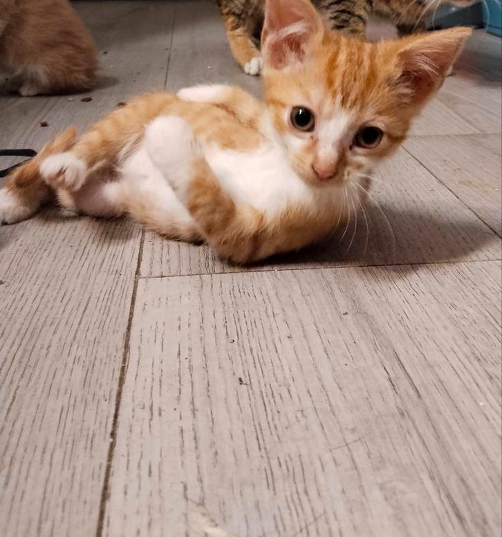 Ze zijn 3September 2025 geboren, Dieren en Toebehoren, Katten en Kittens | Overige Katten, Meerdere dieren