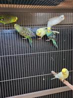 12 kunststof broedblokken en koppels grasparkieten, Meerdere dieren, Parkiet