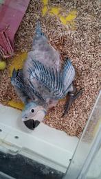 Blauw gele ara, Dieren en Toebehoren, Geslacht onbekend, Papegaai, Tam