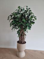 Design plant met stijlvolle plantenpot, Huis en Inrichting, Ophalen of Verzenden, Zo goed als nieuw