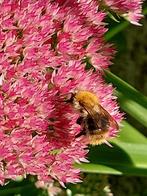 Tk: Herbstfreude Hemelsleutel Sedum najaarsbloeier Roze, Volle zon, Vaste plant, Herfst, Ophalen