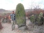 Cactus Echinocactus Platyacanthus 60cm schaal., Ophalen, Minder dan 100 cm, Bloeiende kamerplant, Volle zon
