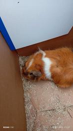 Mooie cavias twee beren, Dieren en Toebehoren, Knaagdieren, Mannelijk, Cavia, Voor 1 juli 2024, Tam