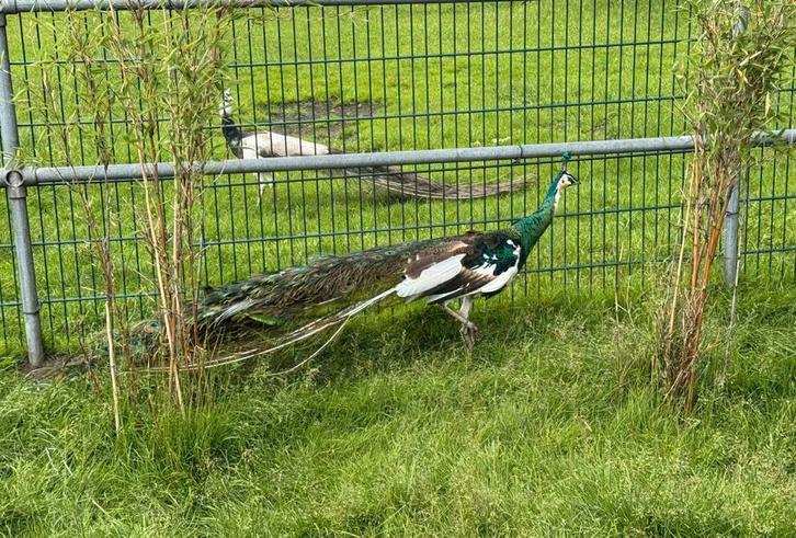 Bonte Emerald Spalding Pauw Haan en 1.2 Java 2025 te koop, Dieren en Toebehoren, Pluimvee, Overige soorten, Mannelijk