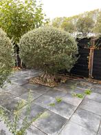 2 prachtige olijfbomen, gezond en fraai gevormd, Ophalen, Volle zon, Olijfboom, 100 tot 250 cm