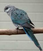 Gezocht stanley rosella pop 2025 blauw, Dieren en Toebehoren, Vrouwelijk, Parkiet