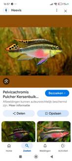 Kersbuik chidlid Aqarium vis MOET WEG, Dieren en Toebehoren, Vis, Zoetwatervis