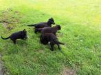 Duitse herder pups, 8 tot 15 weken, Meerdere, Meerdere dieren, Herder