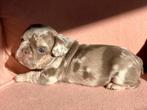 Unieke Franse bulldog puppy's   isabella merle tan!, Dieren en Toebehoren, Honden | Bulldogs, Pinschers en Molossers, CDV (hondenziekte)