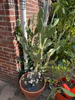 Opuntia cactus, Ophalen, Volle zon, Overige soorten