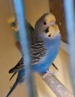 Grasparkieten, Dieren en Toebehoren, Meerdere dieren, Parkiet, Geringd