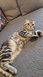 Scottish Straight Marble Tabby, Dieren en Toebehoren, Kater