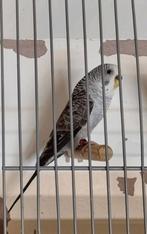 Blackwing GEZOCHT, Dieren en Toebehoren, Vogels | Parkieten en Papegaaien, Meerdere dieren, Parkiet