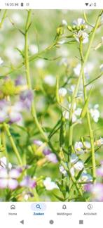 Rammenas zaden, groenbemester , volop beschikbaar, Ophalen, Gehele jaar, Volle zon, Zaad