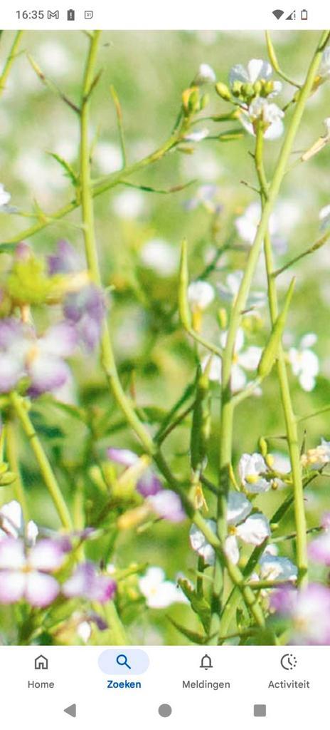 Rammenas zaden, groenbemester , volop beschikbaar, Tuin en Terras, Bloembollen en Zaden, Zaad, Gehele jaar, Volle zon, Ophalen