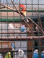 Te koop, Meerdere dieren, Parkiet