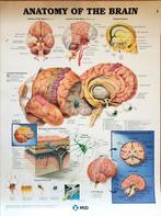 Poster anatomie van het brein, Ophalen of Verzenden, Gebruikt, Rechthoekig Staand, Dier of Natuur