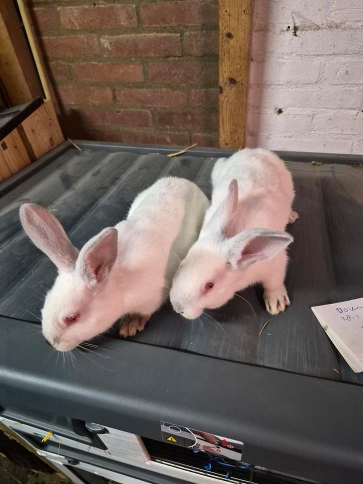 Konijnen, Dieren en Toebehoren, Konijnen, Groot, Meerdere dieren