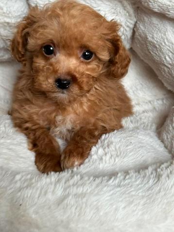 Klein type Maltipoo pups ! Uitstekend verzorgd beschikbaar voor biedingen