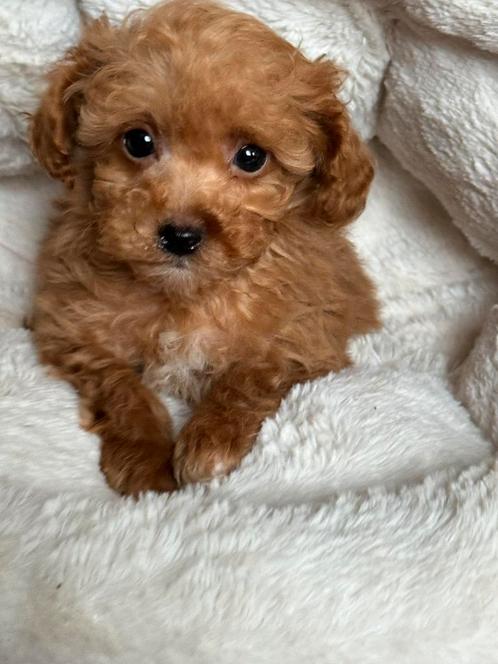 Klein type Maltipoo pups ! Ook zwarte, Dieren en Toebehoren, Honden | Chihuahua's en Gezelschapshonden, Meerdere dieren, Poedel