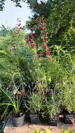 Vaste planten , hotlips, pimpernel, crocosmia,erigeron, Tuin en Terras, Ophalen, Zomer, Overige soorten, Volle zon