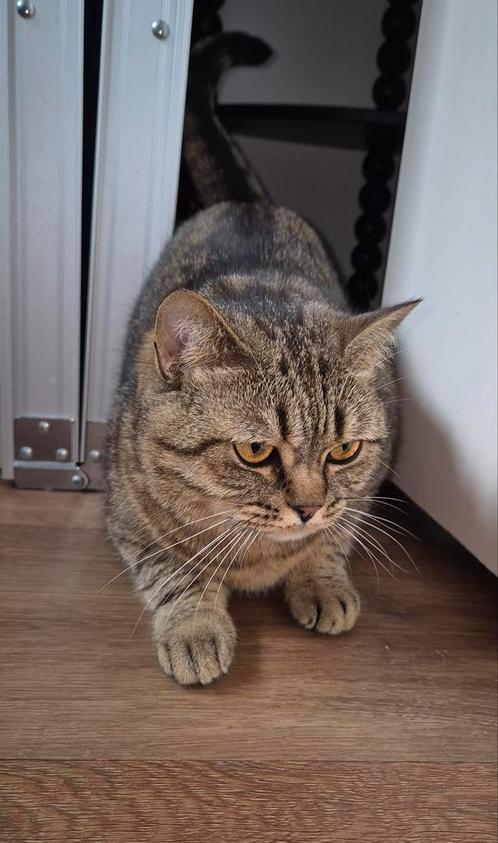 5 ⭐️⭐️🏚 gezocht voor britse korthaar poes 2 jaar, Dieren en Toebehoren, Katten en Kittens | Raskatten | Korthaar, Poes