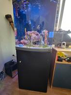 Zeepaardjes aquarium met 4 zeepaardjes, Dieren en Toebehoren, Vissen | Aquariumvissen, Vis
