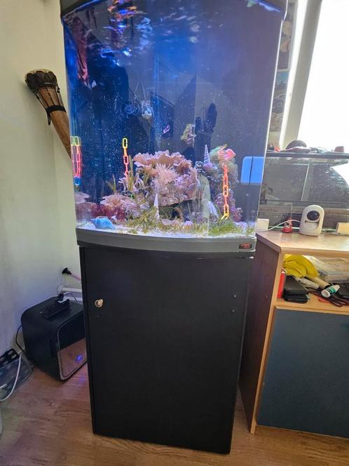 Zeepaardjes aquarium met 4 zeepaardjes, Dieren en Toebehoren, Vissen | Aquariumvissen, Vis